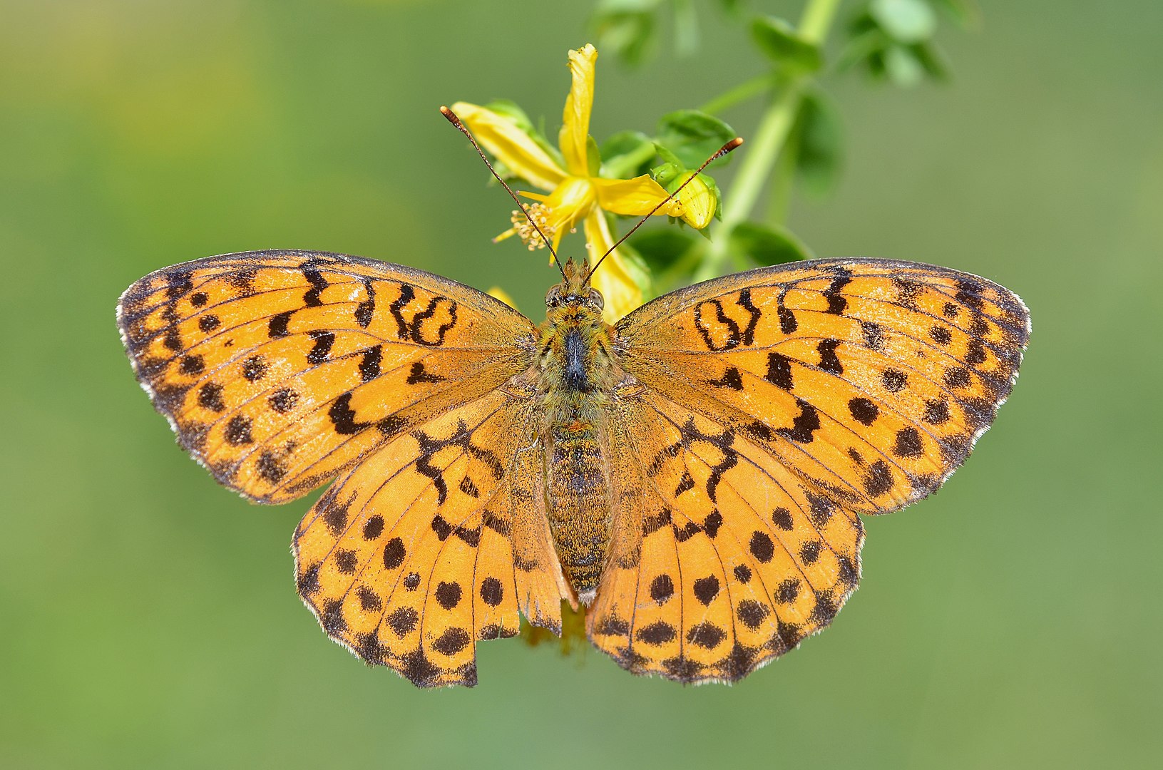 ヒョウモンチョウとワレモコウ 蝶々をよぶ森づくり